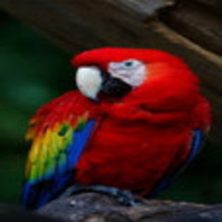 avatare_animale_249