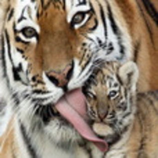 avatare_animale_257