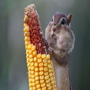 avatare_animale_258