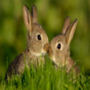 avatare_animale_259