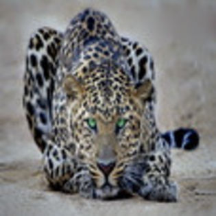avatare_animale_261