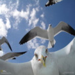 avatare_animale_262
