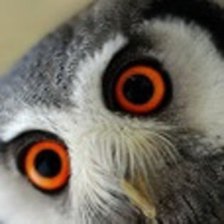 avatare_animale_263