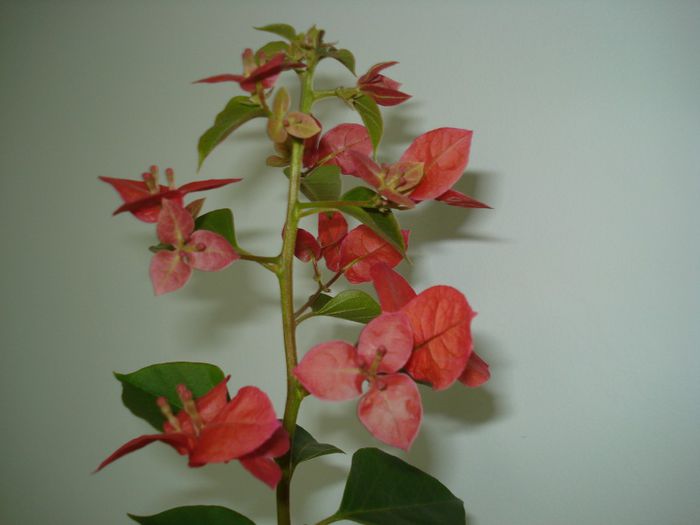 DSC05985 - FLORI 2013