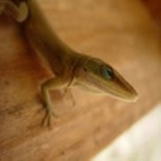 avatare_animale_235