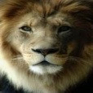 avatare_animale_240