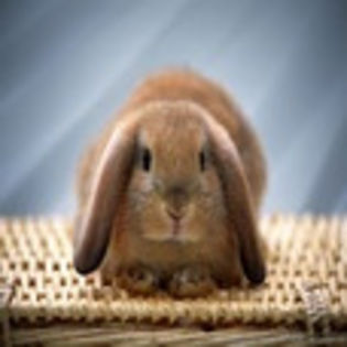 avatare_animale_252