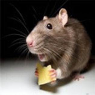 avatare_animale_242