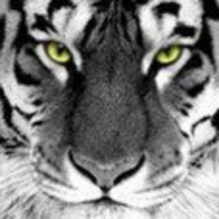 avatare_animale_244