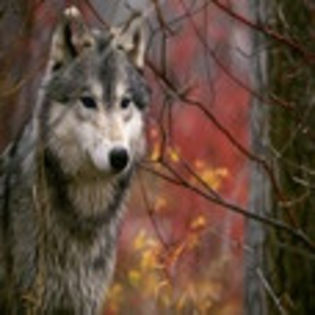 avatare_animale_246