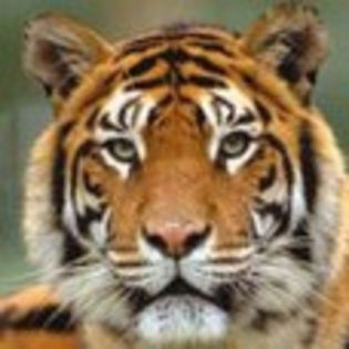 avatare_animale_226