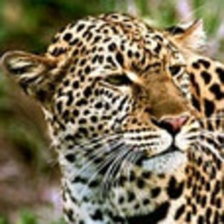 avatare_animale_227