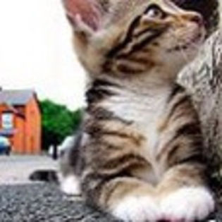 avatare_animale_229