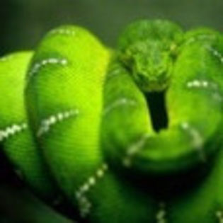 avatare_animale_230