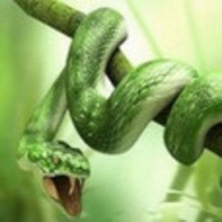 avatare_animale_233