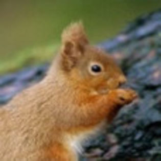 avatare_animale_234