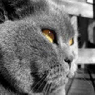 avatare_animale_243