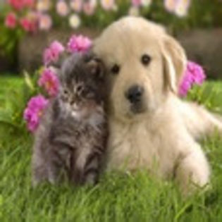 avatare_animale_254