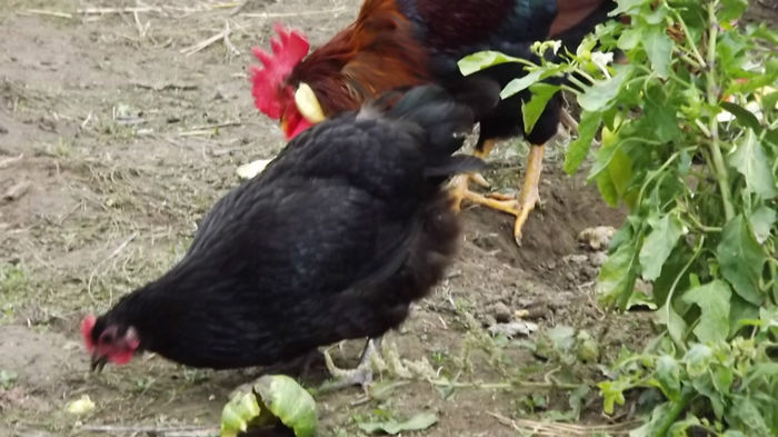 gaina australorp