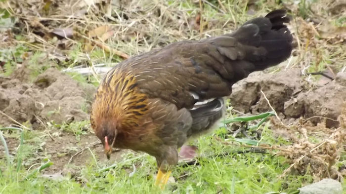 gaina italian potarnichiu