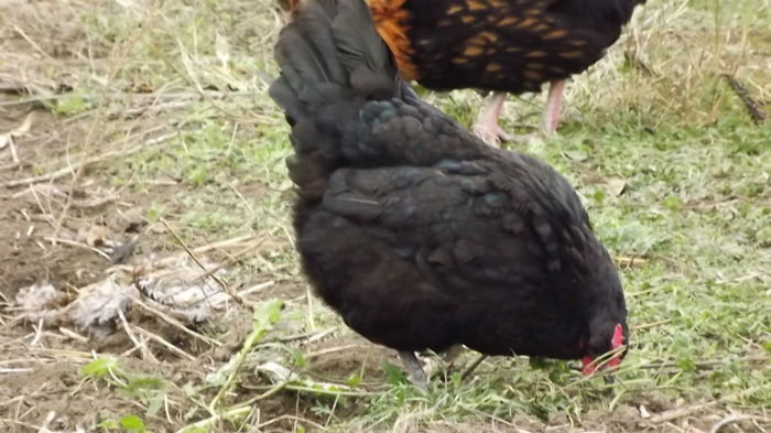 gaini australorp