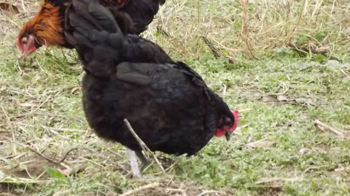 gaini australorp