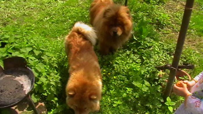 IMGA0307 - chow-chow maramures