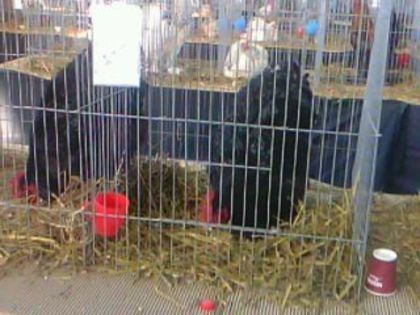 131116-1155(003) - EXPO FAUNA 2013