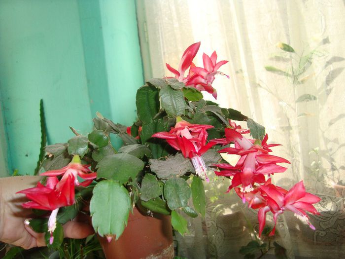  - Cactusi de Craciun