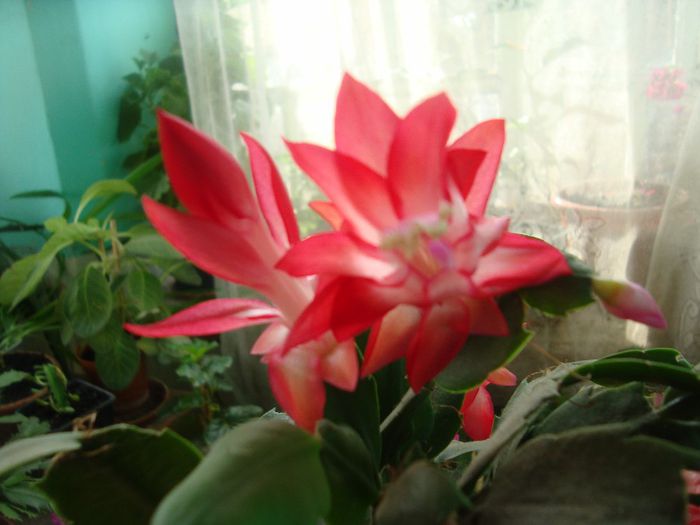  - Cactusi de Craciun