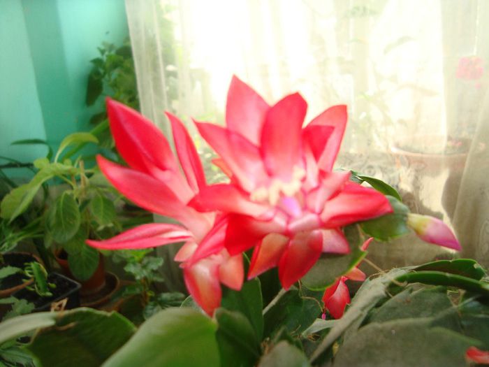  - Cactusi de Craciun