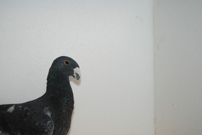 mascul 2013[acelasi]