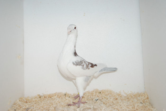 Mascul 2011 HU vindut