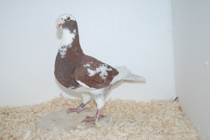 Femela 2011  hu vinduta