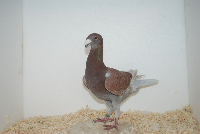 Femela 2013 vinduta - Porumbei vanduti 2013