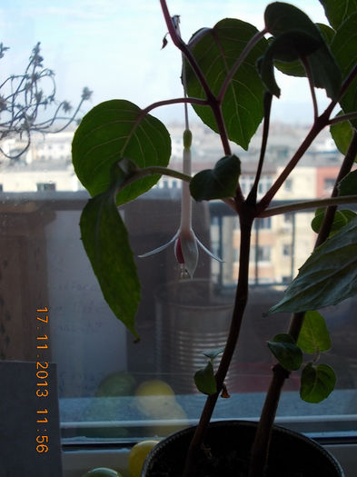 17 noiembrie 2013-flori 093