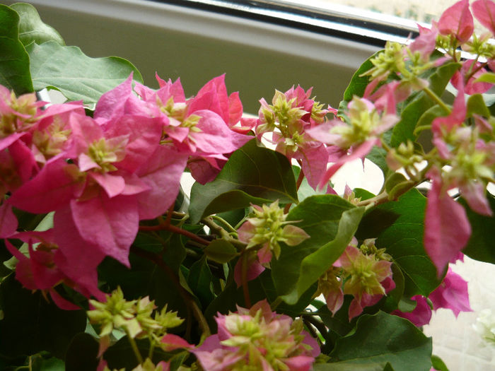 pink tripla