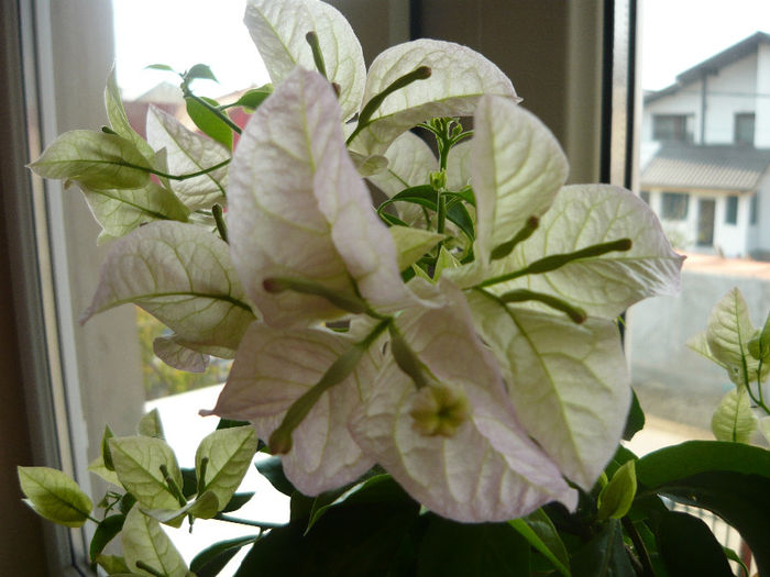 singapore white