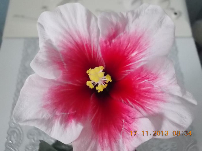 17 noiembrie 2013-flori 061 - hibiscus -1