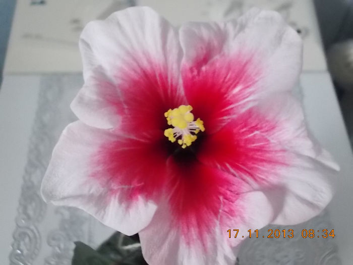17 noiembrie 2013-flori 062 - hibiscus -1