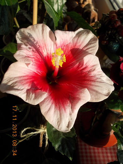 17 noiembrie 2013-flori 063 - hibiscus -1