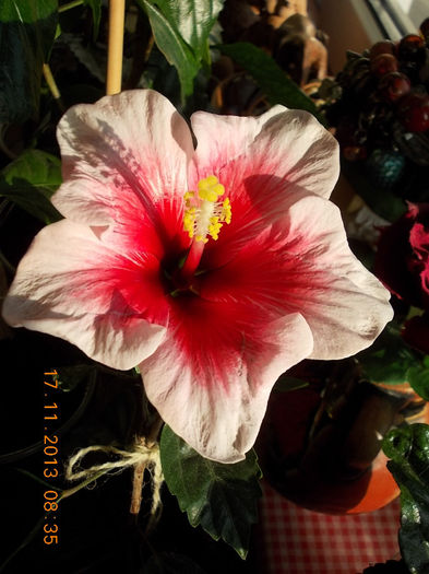 multumesc fefe ! - hibiscus -1