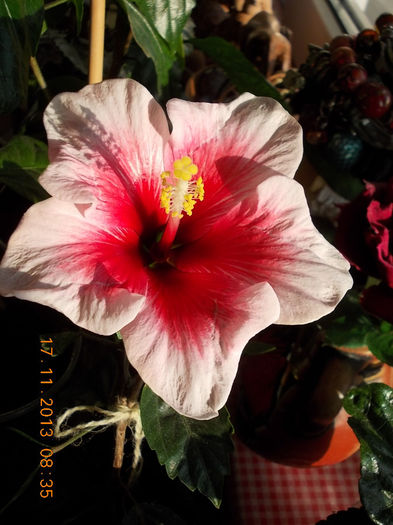 17 noiembrie 2013-flori 065 - hibiscus -1