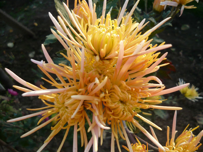 P1050479