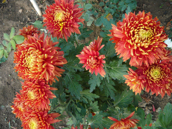 P1050490