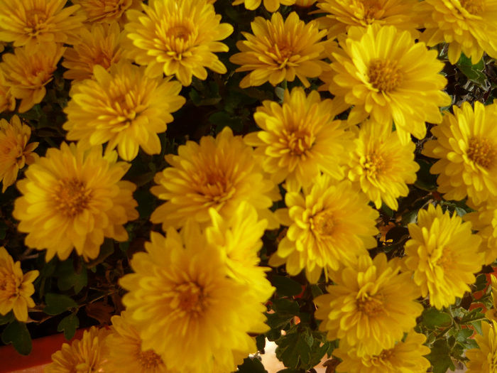 P1050503 - crizanteme si tufanele 2013