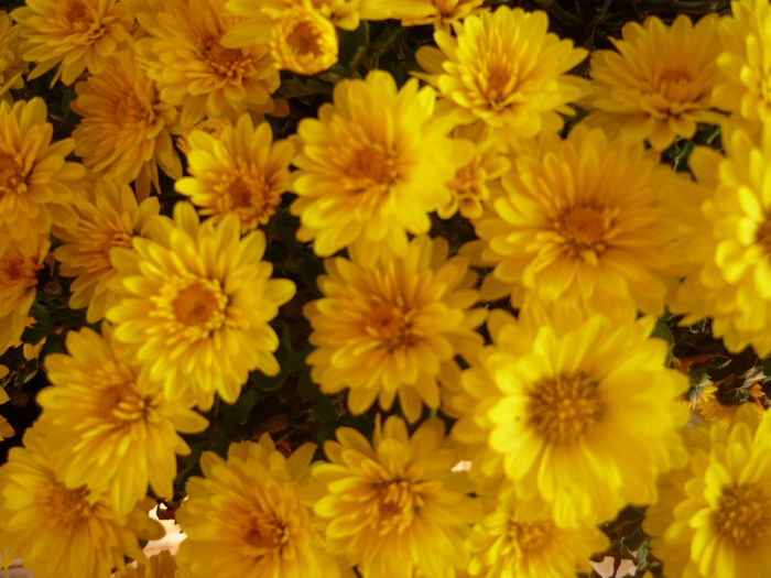 P1050504 - crizanteme si tufanele 2013