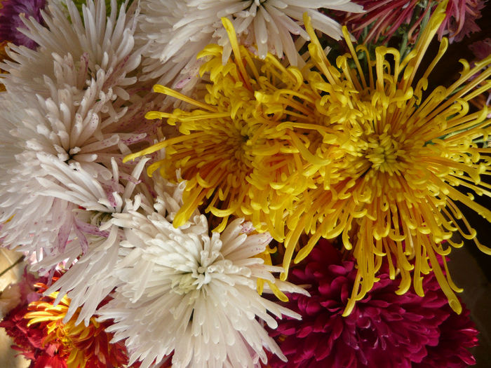 P1050511 - crizanteme si tufanele 2013