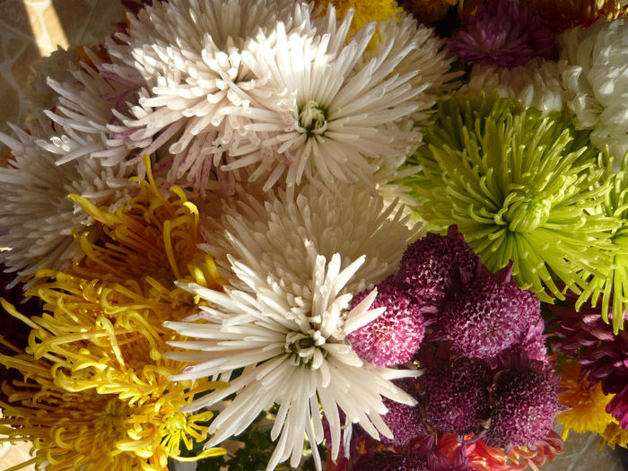 P1050517 - crizanteme si tufanele 2013