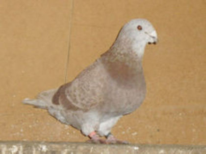 93597499_MOMRBVB - m---PORUMBEI VANDUTI